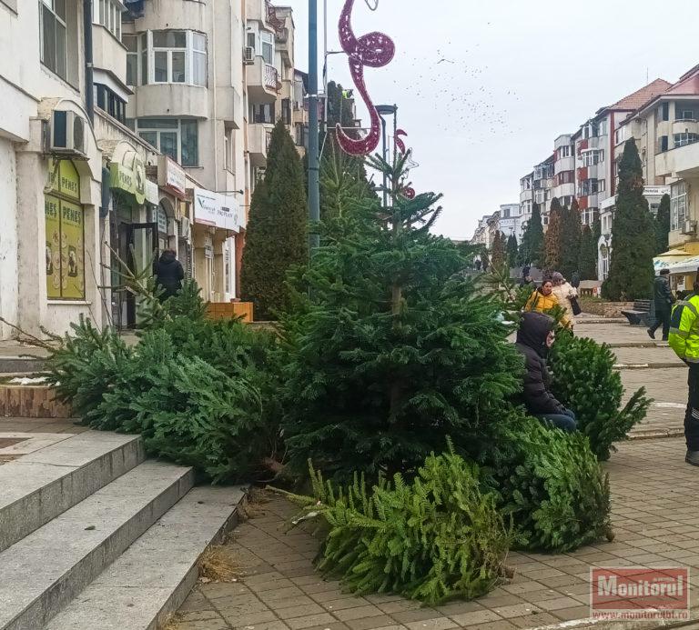 Bradul de Crăciun, un vis scump pentru botoșăneni în 2024 (video)